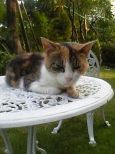 cat_14_002