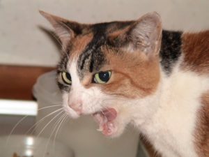 cat_14_001