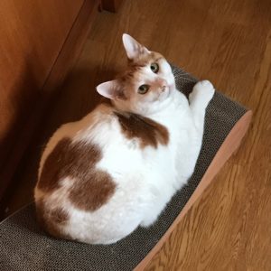 cat_love_001