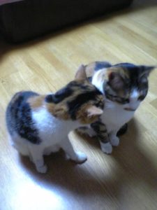 cats_314_001