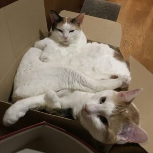 アモーレ&ラブ