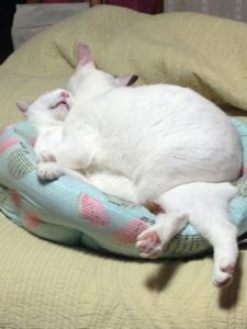 cats_love_amo_001