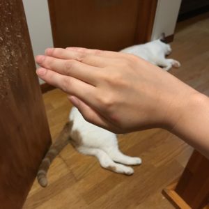 cat_long