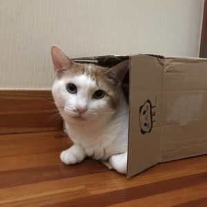 箱の中の猫 cat in the box